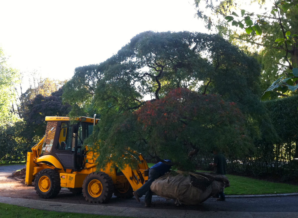 Tree transplant